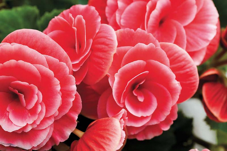 Begonia 'Picotee Lace Red', Picotee Lace Red Begonia, Tuberhybrida Begonia 'Picotee Lace Red', Amerihybrid Tuberous Begonias Lace Red, Laced Tuberous Begonia, shade loving plants, summer flower bulbs, shade plants, Shade flowers, Apricot f
